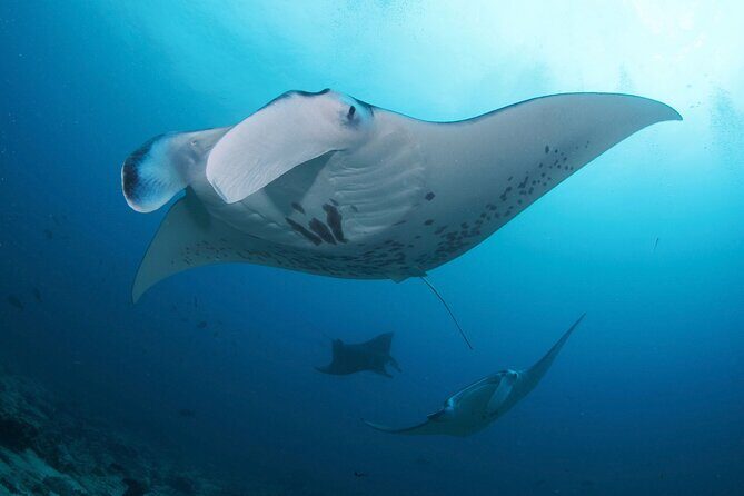 Day Trip Discover Scuba dive in Nusa Penida 2 dives (From Sanur - South Bali) - Getting there on time: fast boat, transfers, and your real schedule