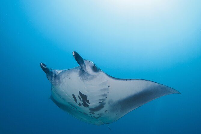 Day Trip snorkeling Nusa Penida - Manta 3 sites (from south bali) - Speedboat timing: how the day stays efficient