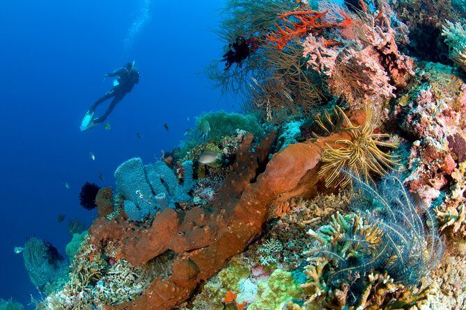 Discover Scuba Diving in Pemuteran at the Biorock site,1 shore dive all included - Biorock Reef: Reef Restoration You Can Swim Over