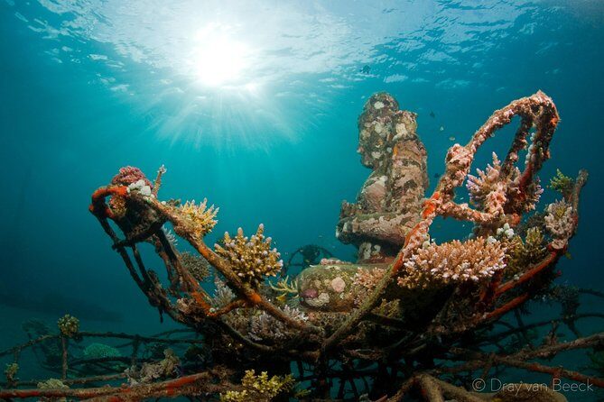 Discover Scuba Diving in Pemuteran at the Biorock site,1 shore dive all included - Pool Time Matters: Where Confidence Gets Built