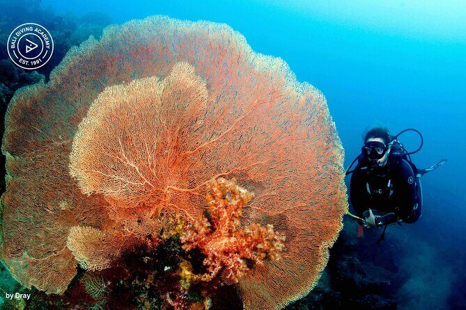 Discover Scuba Diving in Pemuteran at the Biorock site,1 shore dive all included - Menjangan Island Stop: Great Views, One Extra Cost to Plan For