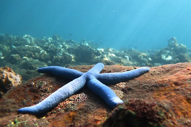 Discover Scuba Diving Tulamben Bali For Non-Certified Divers - Key Things I’d Zoom In On