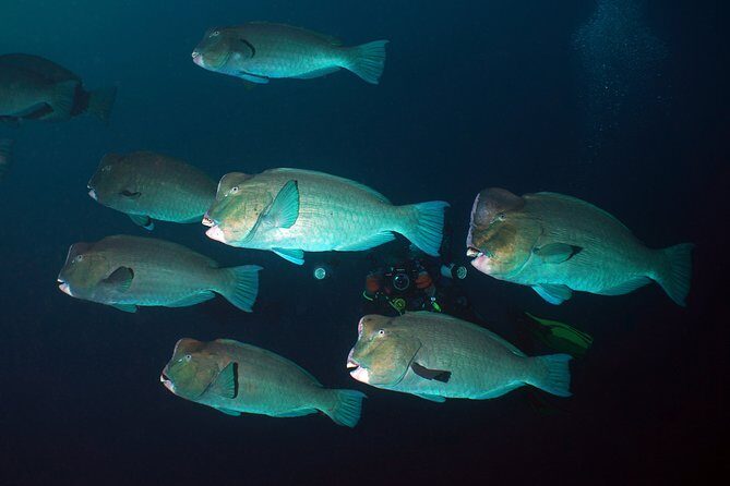 Diving at Tulamben Liberty Shipwreck 2 dives for certified divers - Key highlights to notice before you book