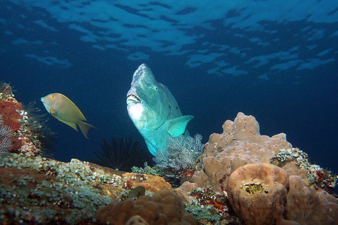 Diving at Tulamben Liberty Shipwreck 2 dives for certified divers - Tulamben Beach shore access: what you’ll notice in practice