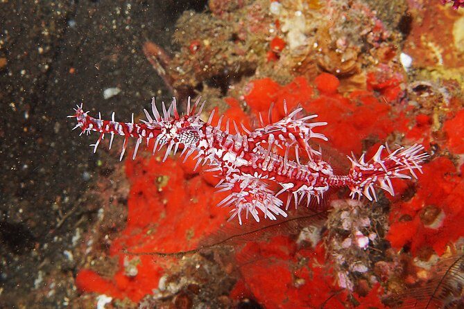 Diving at Tulamben Liberty Shipwreck 2 dives for certified divers - Price and what you get for $143 per person