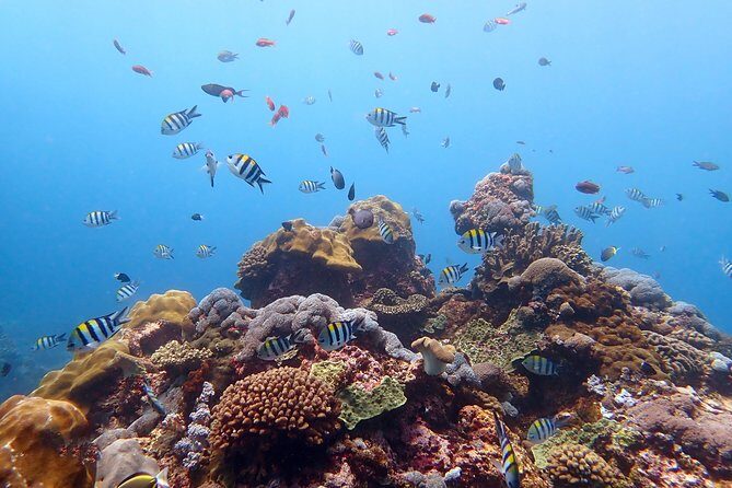 Diving at Tulamben Liberty Shipwreck 2 dives for certified divers - PADI paperwork: the medical form step you can’t skip