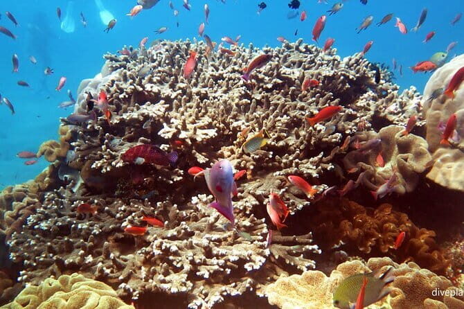 From Bali: Nusa Penida Snorkeling and Island Tour - Speedboat to Nusa Penida and the name-board meet-up