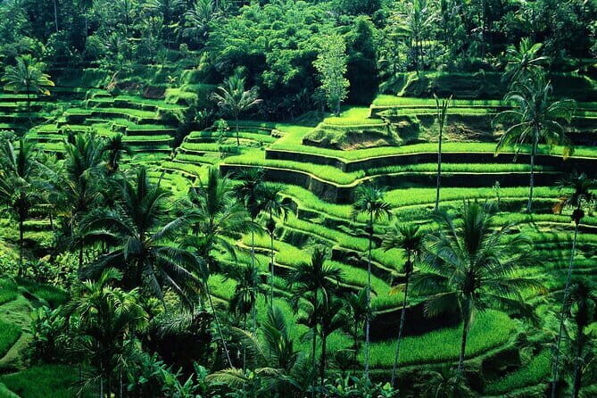Full Day ATV Ride, Monkey Forest,Tegalalang Rice Terrace - Key highlights worth your attention
