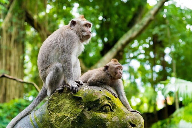 Full Day ATV Ride, Monkey Forest,Tegalalang Rice Terrace - A full Ubud day built around dirt roads, macaques, and viewpoints