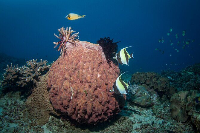 Full-Day Discover Scuba Diving Tour for Beginners in Tulamben - What the instruction feels like in practice