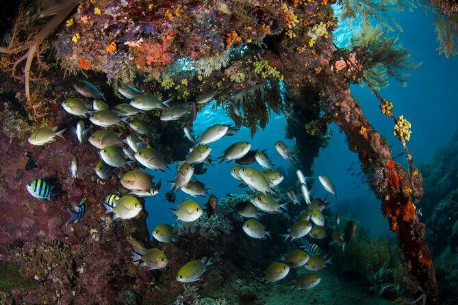 Full-Day Discover Scuba Diving Tour for Beginners in Tulamben - Equipment, cameras, and what you might pay extra for