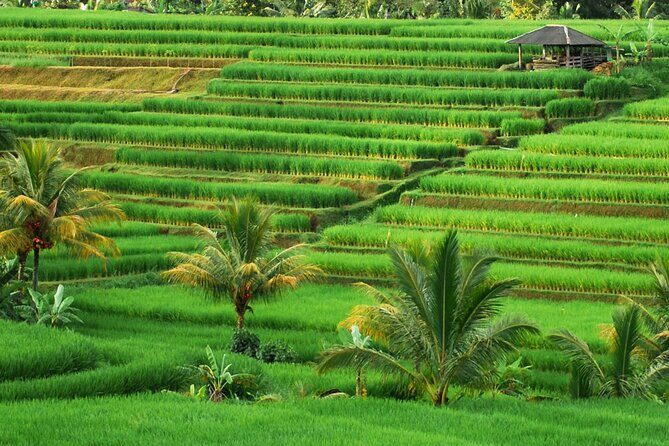 Full Day Private Water Temples Tour in Bali - Jatiluwih Green Land: UNESCO Terraces You Can Walk Through