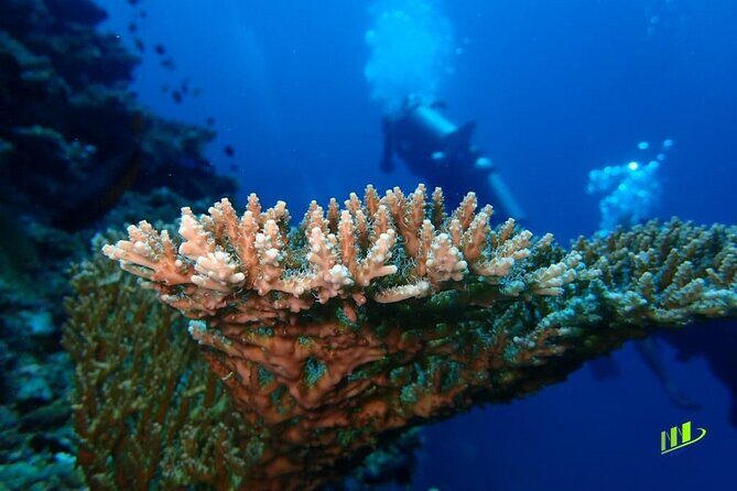 Full-Day Scuba Diving Experience of USAT Liberty in Tulamben - USAT Liberty Shipwreck: What You’re Really Signing Up For