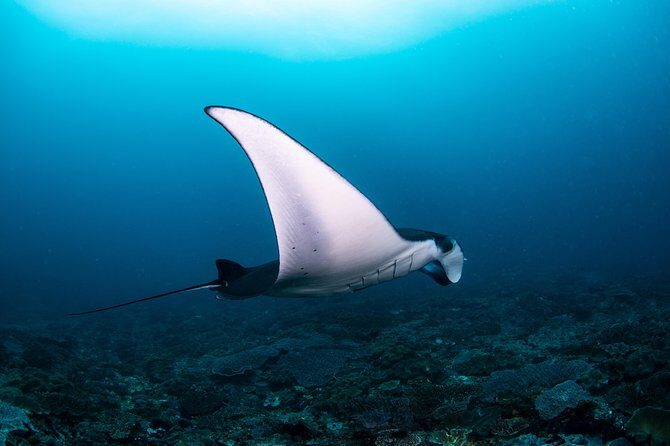 Fun Dive Nusa Penida Bali - For Certified Divers - Quick highlights