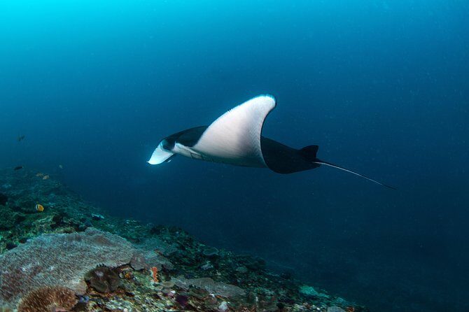 Fun Dive Nusa Penida Bali - For Certified Divers - First light in Sanur: pickup, boat ride, and how the day really runs