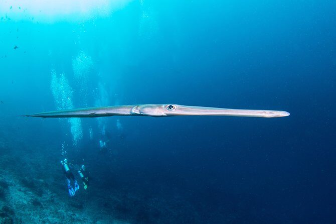 Fun Dive Nusa Penida Bali - For Certified Divers - Safety and guidance that keep you relaxed: the guide approach and group size