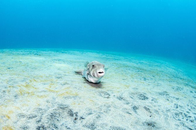 Fun Dive Nusa Penida Bali - For Certified Divers - Price and value at $278.28: what you get vs what costs extra