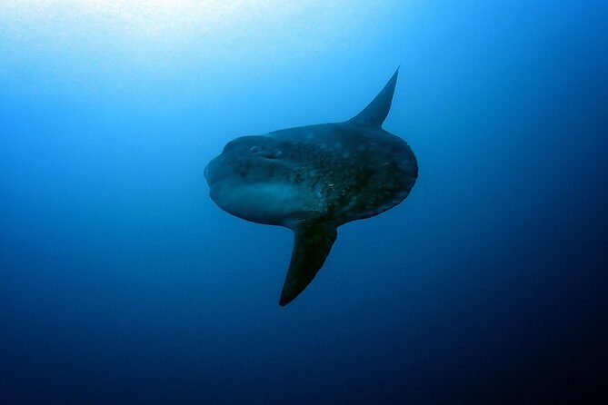 Fun Dive Nusa Penida Bali - For Certified Divers - Who should book this Penida underwater day (and who should pass)