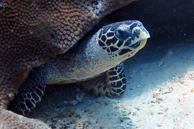 Fun Dive Nusa Penida Bali - For Certified Divers - Should you book Blue Season Bali’s Nusa Penida trip?