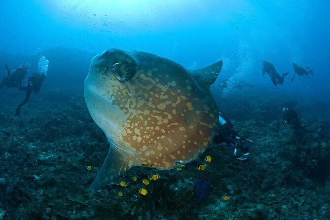 Fun Dive Nusa Penida Bali - For Certified Divers - Manta Point, Crystal Bay, and SD: what you’re aiming to see
