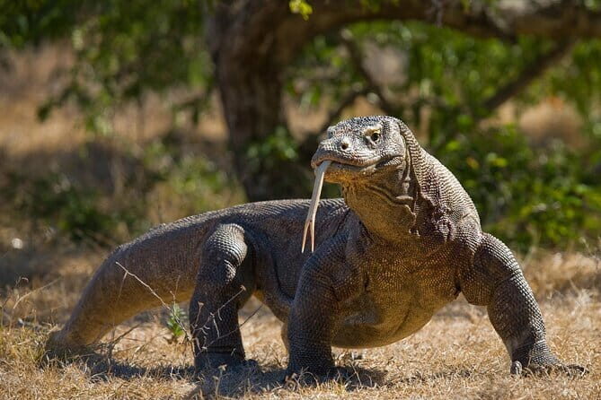 Komodo Island Adventure from Bali (Day Trip) - Price and logistics: what the $795 is really covering