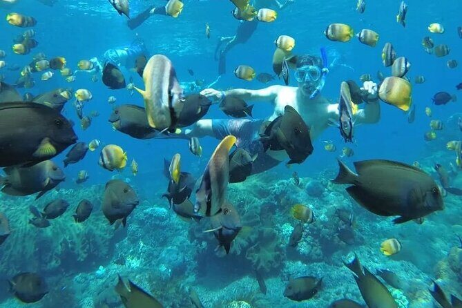 Manta Bay Snorkeling Adventure with Kelingking Beach Nusa Penida All Inclusive - Key highlights you’ll care about