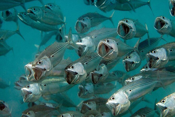 Menjangan island for Certified Scuba Divers full day boat trip, 2 dives + lunch - The 6-hour rhythm: how the day is paced (and why it works)