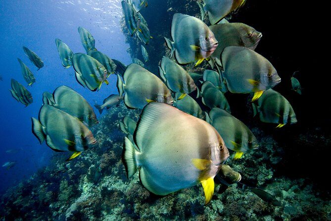 Menjangan island for Certified Scuba Divers full day boat trip, 2 dives + lunch - Certified-diver rule: proof matters, and it’s there for a reason