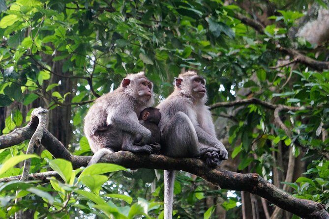 Monkey Forest, Ubud, Waterfall and Rice Terrace - Stop 1: Bali Charm for a Smooth Start