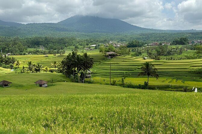 North Bali Nature Escape Rice Terraces, Temples & Waterfall - Jatiluwih Rice Terraces (UNESCO): The Biggest View for the Longest Drive