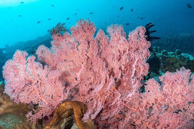 Open Water Course in Pemuteran - Get Certified in Bali - Menjangan Island ocean sessions: where the course meets the fun part