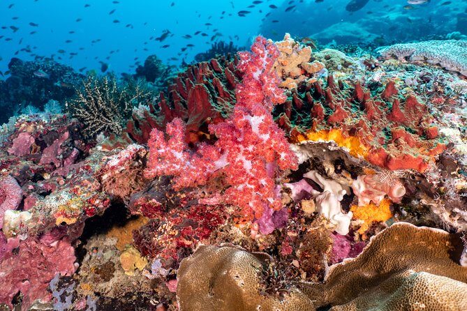 Open Water Course in Pemuteran - Get Certified in Bali - Equipment, facilities, and the little comfort wins