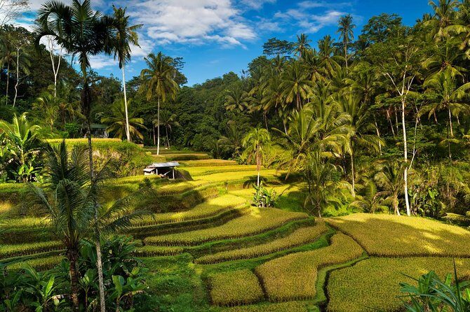 Private 4-Day Tours - Best Bali Tours Package - Best of Bali Highlights - A Private 4-Day Best of Bali Route from Kuta