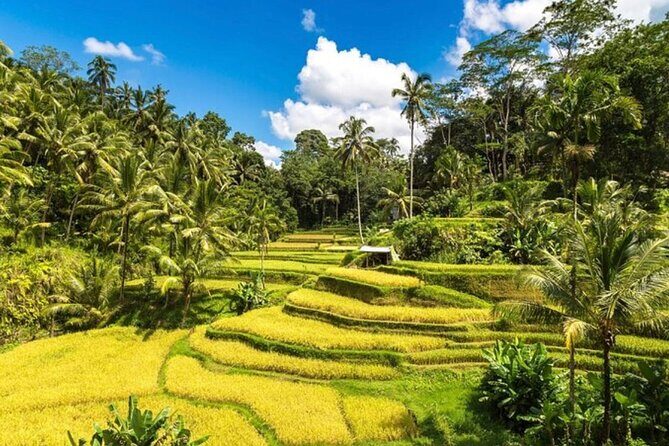 Private Bali Tour - All Inclusive - Tirta Empul Temple: Holy Spring Water With a Clear Purpose