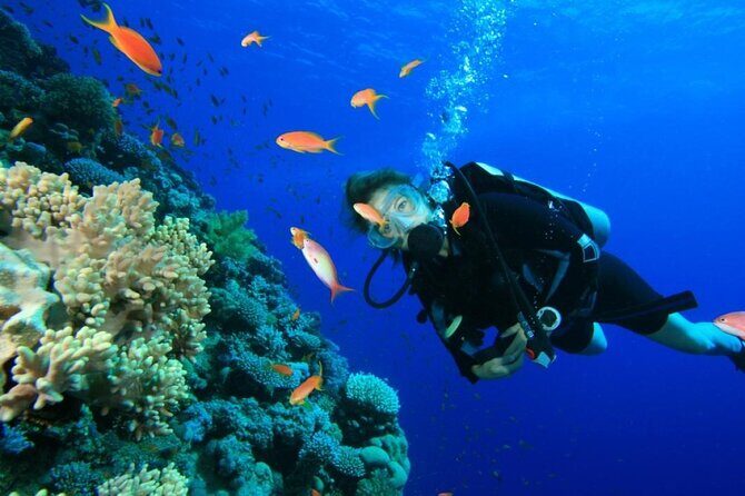 Private Diving Experience in Nusa Dua with Hotel Pick Up - Price and what $59 per person really buys