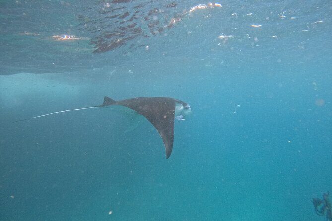 PRIVATE Nusa Penida on Boat Snorkeling & Island Tour (INCLUSIVE) - Why Manta Bays on Nusa Penida Are the Main Event