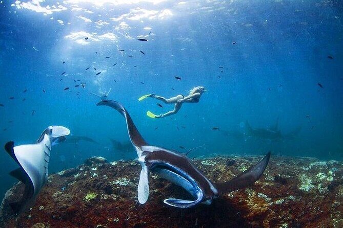 PRIVATE Nusa Penida on Boat Snorkeling & Island Tour (INCLUSIVE) - Snorkeling at Manta Bay, Gamat/Wall Point, and Crystal Bay