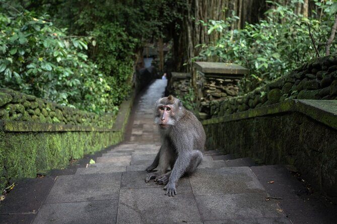 Private Ubud Day Tour Waterfalls Sacred Monkeys and Rice Fields - How the Kuta to Ubud circuit stays practical all day