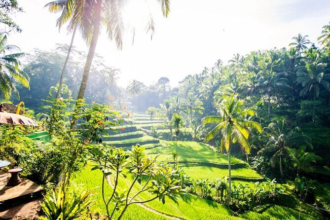 Private Ubud Day Tour Waterfalls Sacred Monkeys and Rice Fields - The guide difference: why driver-as-guide matters
