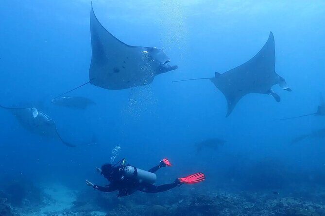 Scuba Diving In Nusa Penida - Key things worth knowing before you go
