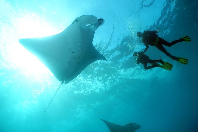 Scuba Diving Nusa Penida Manta Point 3 dives for certified divers - Manta Point: what your first underwater session is really about