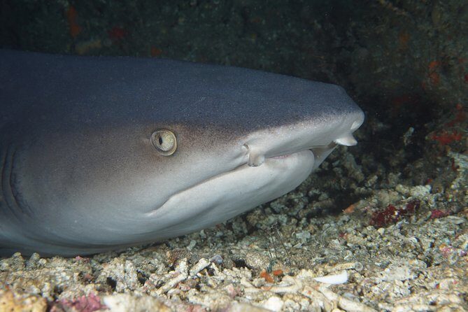Scuba Diving Padangbai Shark Point 2 dives for certified divers - Key highlights at a glance