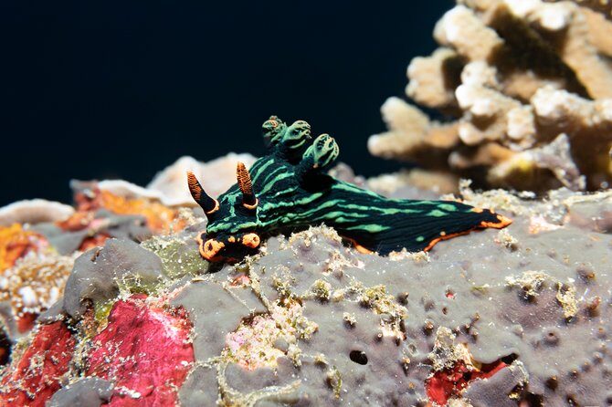 Scuba Diving Padangbai Shark Point 2 dives for certified divers - Blue Lagoon underwater session: weird critters and macro life you’ll actually notice