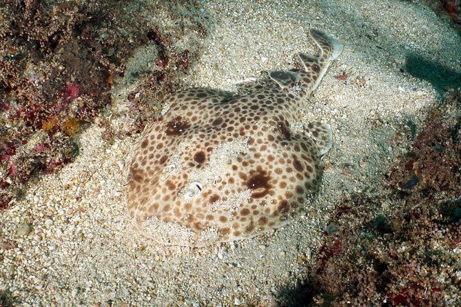 Scuba Diving Padangbai Shark Point 2 dives for certified divers - Gear, showers, towels: what’s included versus what may cost extra