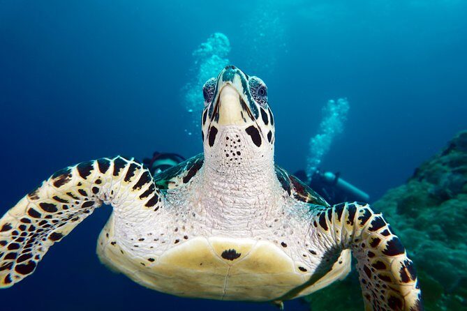 Scuba Diving Padangbai Shark Point 2 dives for certified divers - Getting from Kuta to the port: pickup, Wi‑Fi, and timing that works