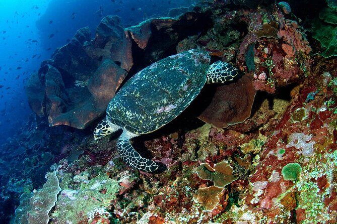 Snorkeling Adventure with East Nusa Penida Tour All Inclusive - H2: Getting to Nusa Penida the fast way from Sanur (and why timing matters)