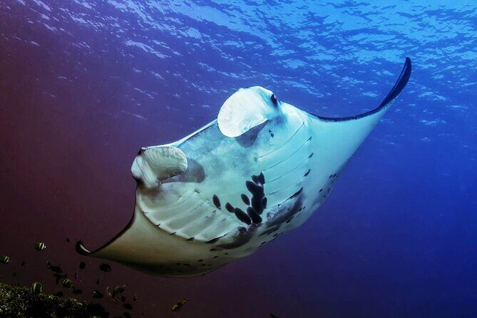Snorkeling Adventure with East Nusa Penida Tour All Inclusive - H2: Morning snorkeling at Gamat Bay (Manta Bay): the best promise, the real limit