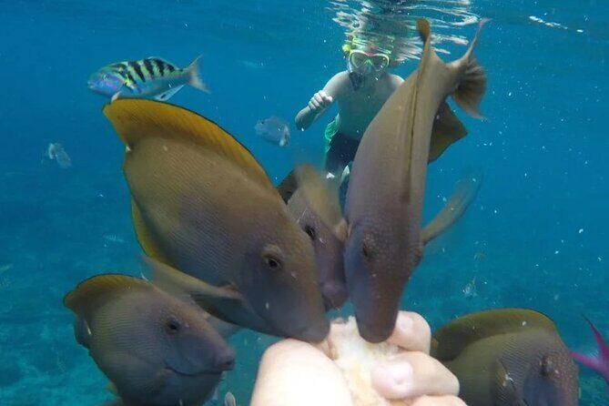 Snorkeling Adventure with East Nusa Penida Tour All Inclusive - H2: Group size, boat-sharing, and the “crowd factor” in the water