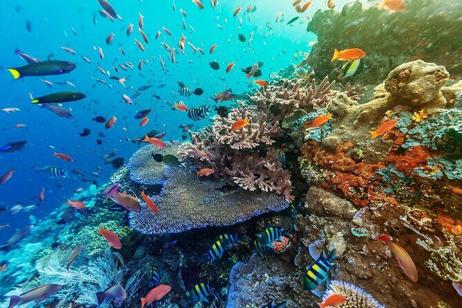 Snorkeling Adventure with East Nusa Penida Tour All Inclusive - H2: Price and what’s actually included in the $115 package