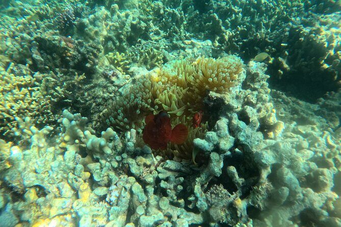 Snorkeling at Menjangan Island Bali Hidden Underwater Gem - The 09:00 Hotel Pickup and Boat Ride: Smooth Logistics for a Short Day